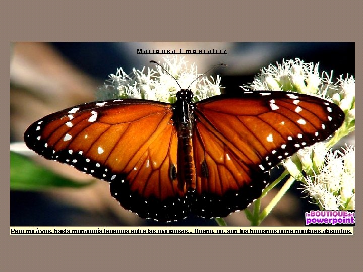 Mariposa Emperatriz Pero mirá vos, hasta monarquía tenemos entre las mariposas. . . Bueno,