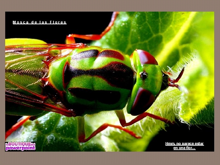 Mosca de las Flores Hmm, no parece estar en una flor. . . 
