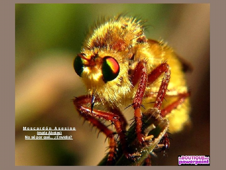 Moscardón Asesino (mata Abejas) No sé por qué. . . ¿Envidia? 