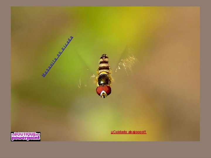 a ad ic p en a it u sq o M ¡¡Cuidado abajoooo!! 