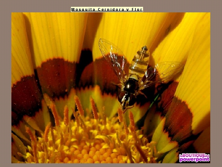 Mosquita Cernidora y Flor 