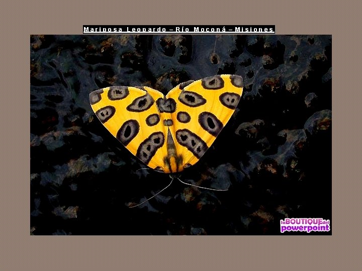 Mariposa Leopardo – Río Moconá – Misiones 