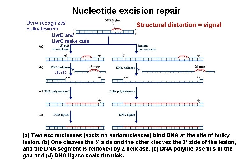 Nucleotide excision repair Uvr. A recognizes bulky lesions Uvr. B and Uvr. C make