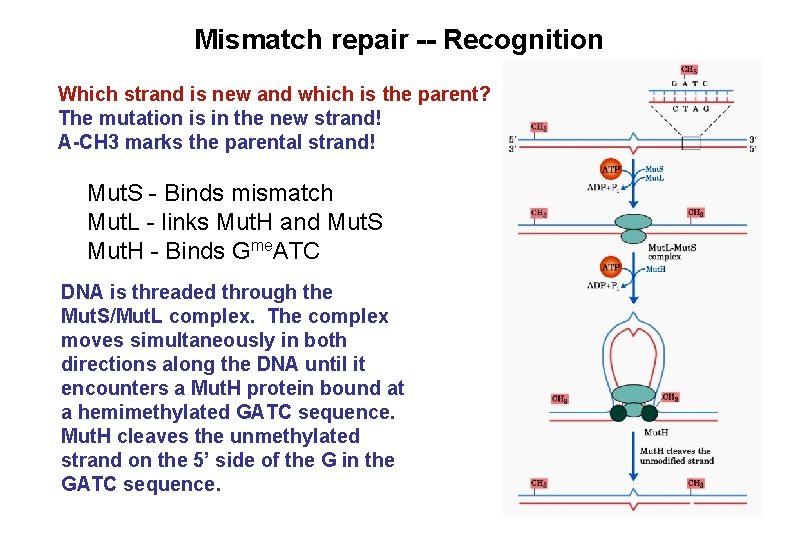 Mismatch repair -- Recognition Which strand is new and which is the parent? The