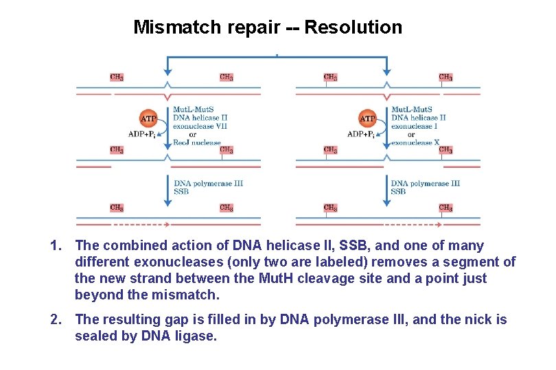 Mismatch repair -- Resolution 1. The combined action of DNA helicase II, SSB, and