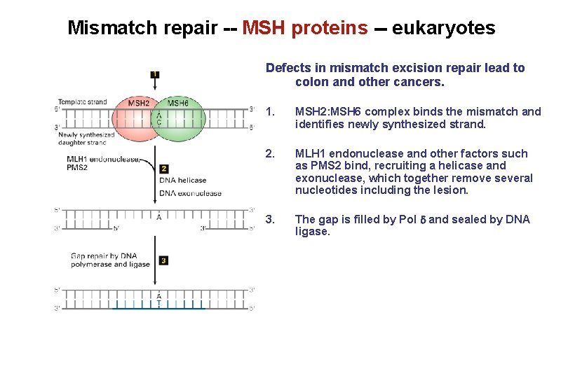 Mismatch repair -- MSH proteins -- eukaryotes Defects in mismatch excision repair lead to