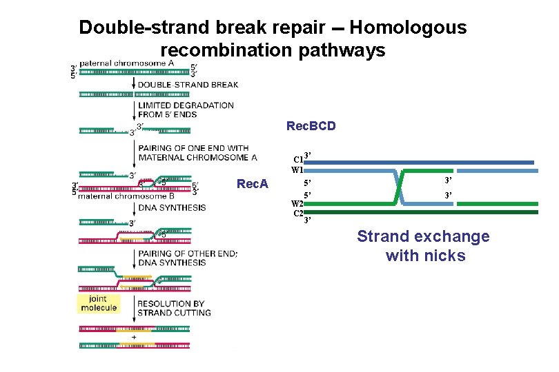 Double-strand break repair -- Homologous recombination pathways Rec. BCD C 1 W 1 Rec.