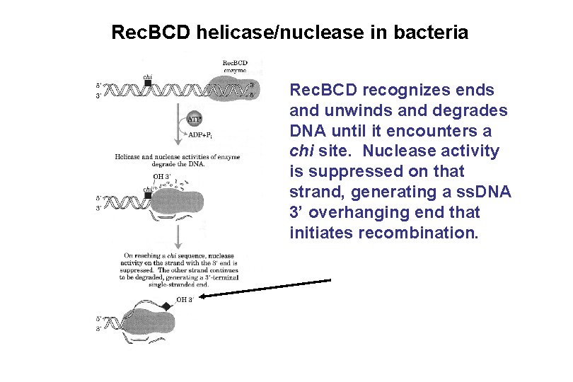 Rec. BCD helicase/nuclease in bacteria Rec. BCD recognizes ends and unwinds and degrades DNA