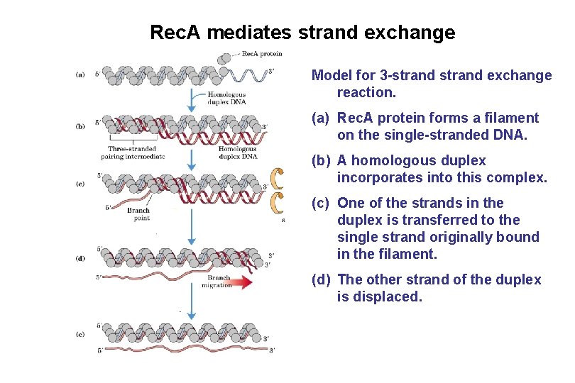 Rec. A mediates strand exchange Model for 3 -strand exchange reaction. (a) Rec. A