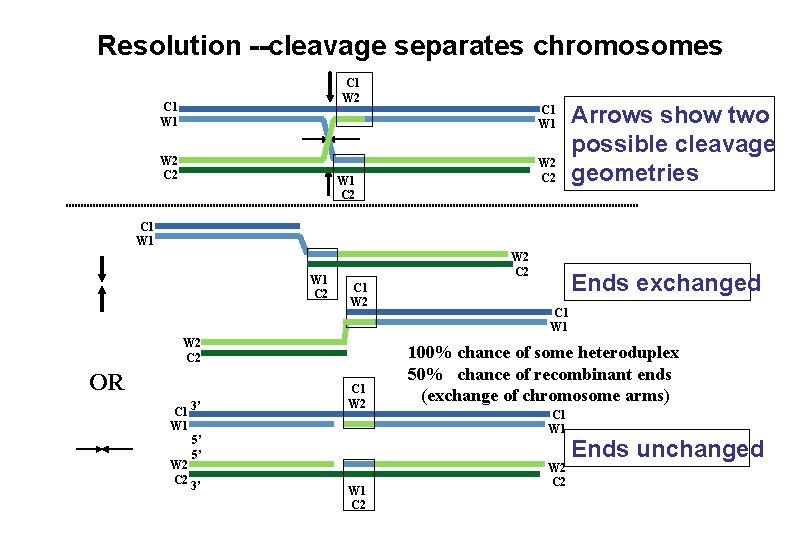 Resolution --cleavage separates chromosomes C 1 W 2 C 1 W 1 W 2