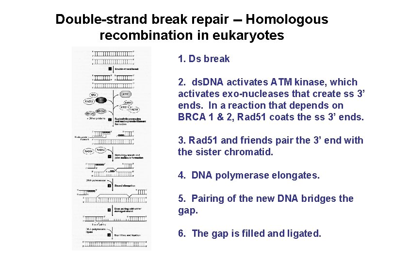 Double-strand break repair -- Homologous recombination in eukaryotes 1. Ds break 2. ds. DNA