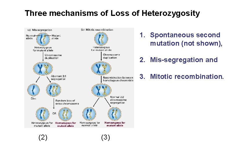Three mechanisms of Loss of Heterozygosity 1. Spontaneous second mutation (not shown), 2. Mis-segregation