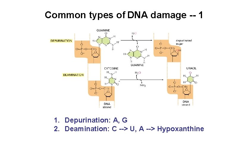 Common types of DNA damage -- 1 1. Depurination: A, G 2. Deamination: C