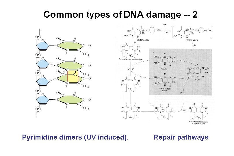 Common types of DNA damage -- 2 Pyrimidine dimers (UV induced). Repair pathways 