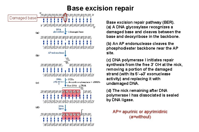 Base excision repair Damaged base Base excision repair pathway (BER). (a) A DNA glycosylase