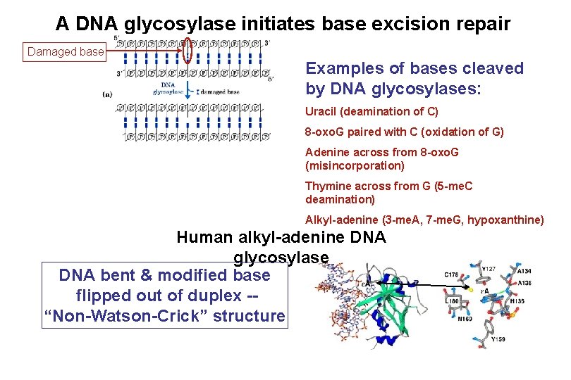 A DNA glycosylase initiates base excision repair Damaged base Examples of bases cleaved by