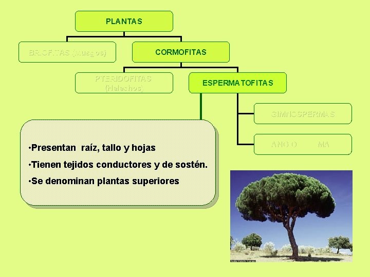 PLANTAS BRIOFITAS (Musgos) CORMOFITAS PTERIDOFITAS (Helechos) ESPERMATOFITAS GIMNOSPERMAS • Presentan raíz, tallo y hojas