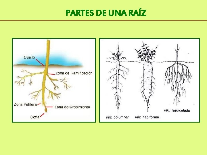 PARTES DE UNA RAÍZ 