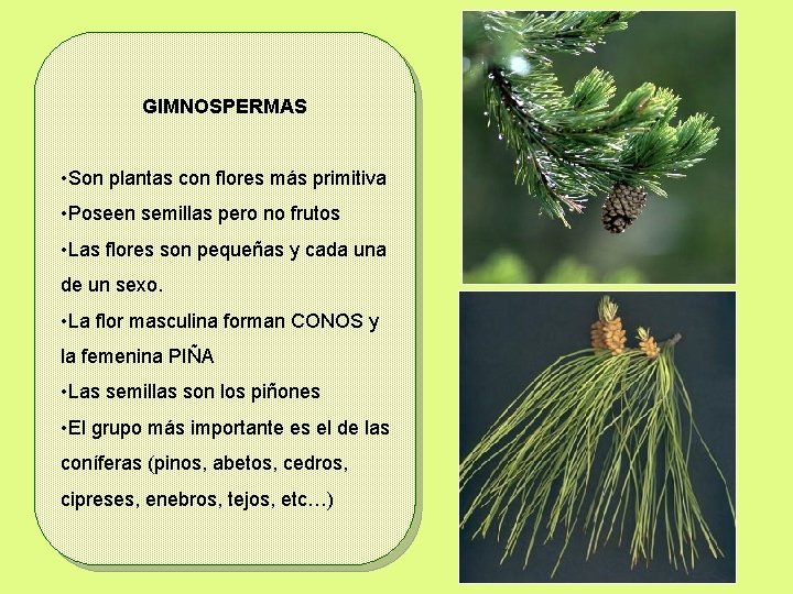 GIMNOSPERMAS • Son plantas con flores más primitiva • Poseen semillas pero no frutos