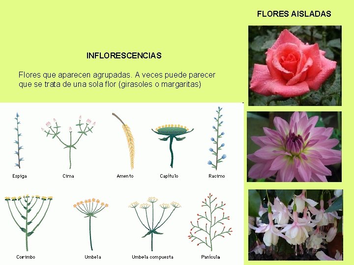 FLORES AISLADAS INFLORESCENCIAS Flores que aparecen agrupadas. A veces puede parecer que se trata