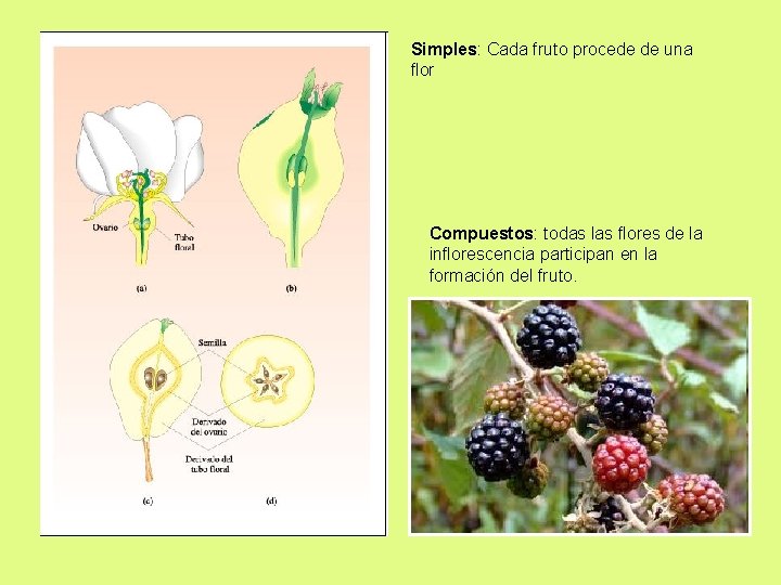 Simples: Cada fruto procede de una flor Compuestos: todas las flores de la inflorescencia