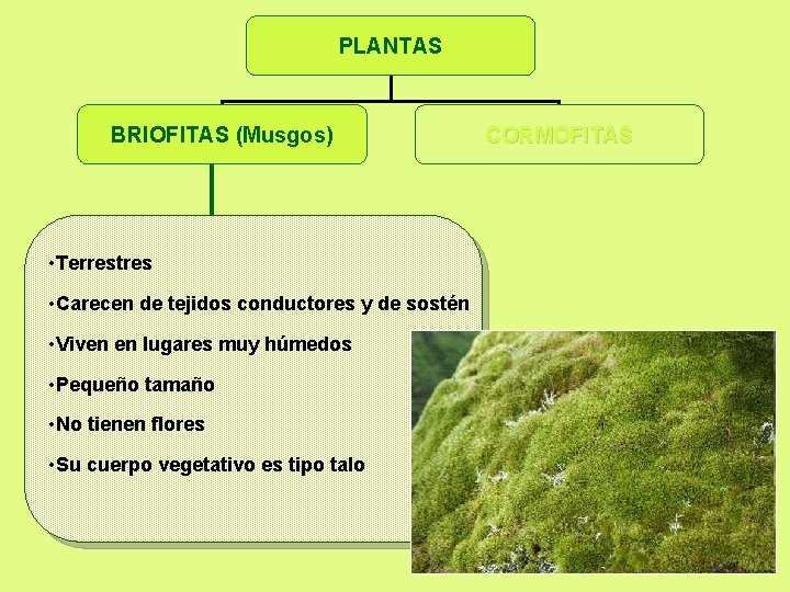 PLANTAS BRIOFITAS (Musgos) • Terrestres • Carecen de tejidos conductores y de sostén •