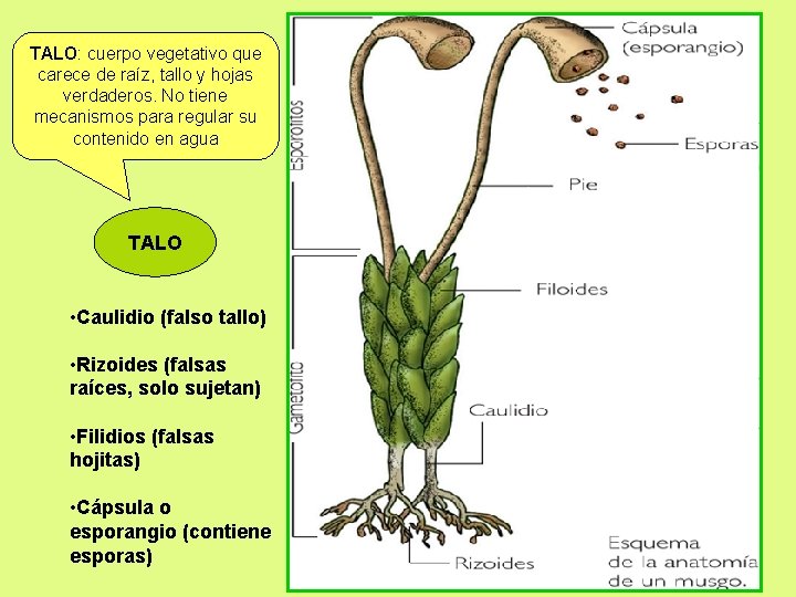 TALO: cuerpo vegetativo que carece de raíz, tallo y hojas verdaderos. No tiene mecanismos