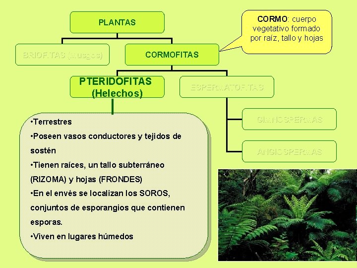 CORMO: cuerpo vegetativo formado por raíz, tallo y hojas PLANTAS BRIOFITAS (Musgos) CORMOFITAS PTERIDOFITAS