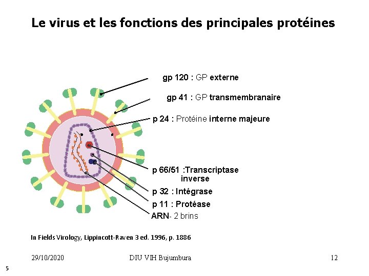 Le virus et les fonctions des principales protéines gp 120 : GP externe gp