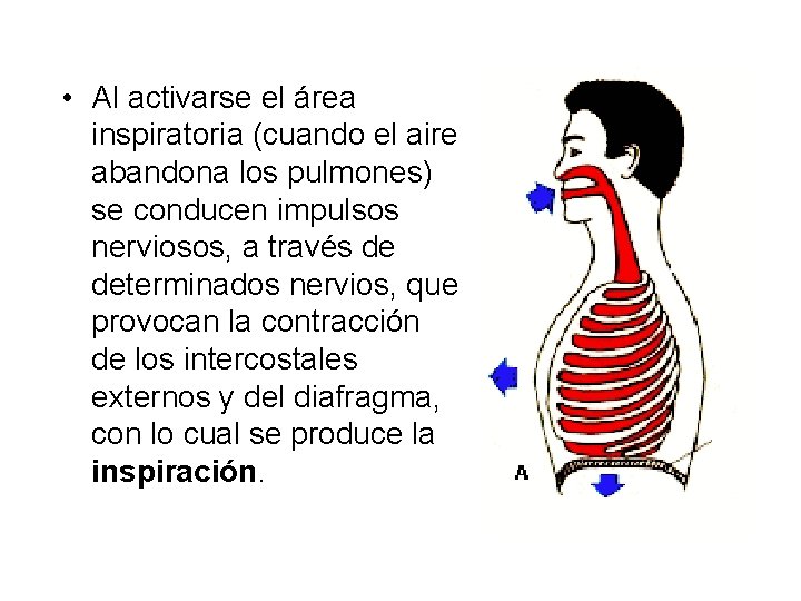  • Al activarse el área inspiratoria (cuando el aire abandona los pulmones) se
