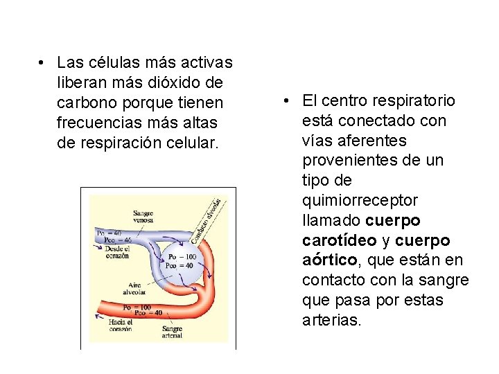  • Las células más activas liberan más dióxido de carbono porque tienen frecuencias
