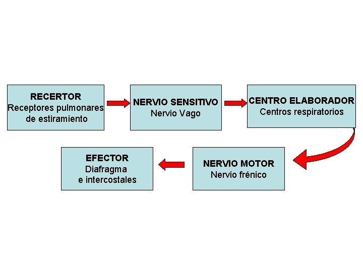 RECERTOR Receptores pulmonares de estiramiento NERVIO SENSITIVO Nervio Vago EFECTOR Diafragma e intercostales CENTRO