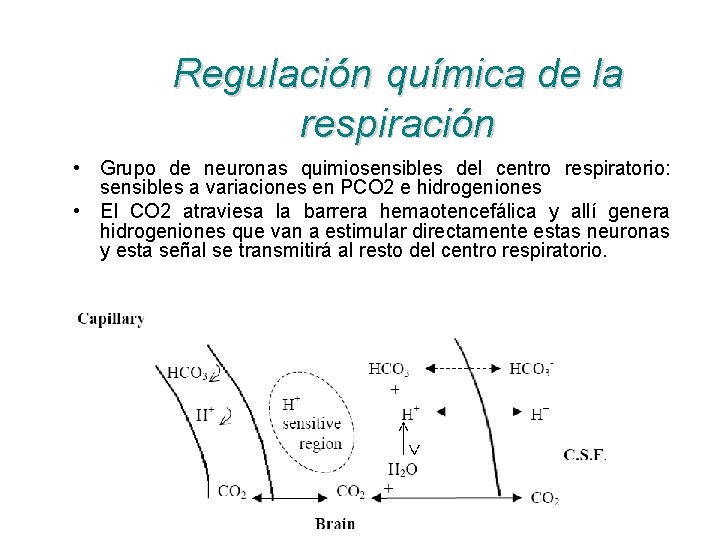 Regulación química de la respiración • Grupo de neuronas quimiosensibles del centro respiratorio: sensibles