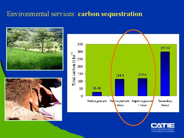 Environmental services: carbon sequestration 