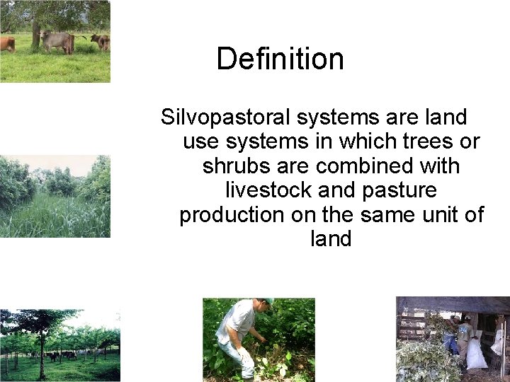 Definition Silvopastoral systems are land use systems in which trees or shrubs are combined