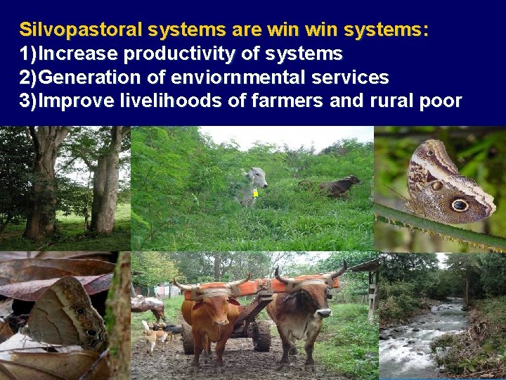 Silvopastoral systems are win systems: 1) Increase productivity of systems 2) Generation of enviornmental