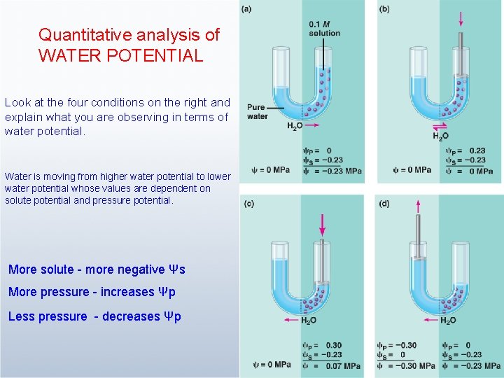 Quantitative analysis of WATER POTENTIAL Look at the four conditions on the right and