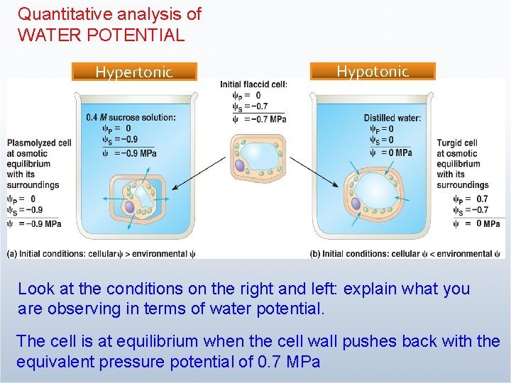 Quantitative analysis of WATER POTENTIAL Hypertonic Hyp 0 tonic Look at the conditions on