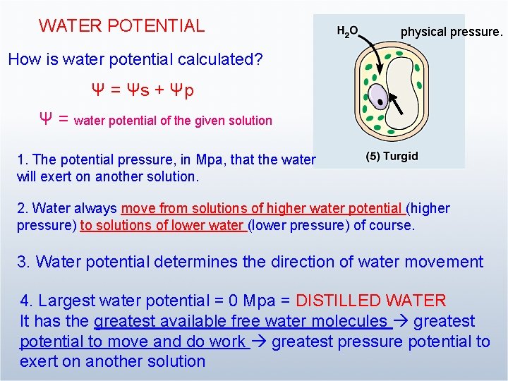 WATER POTENTIAL physical pressure. How is water potential calculated? Ψ = Ψs + Ψp