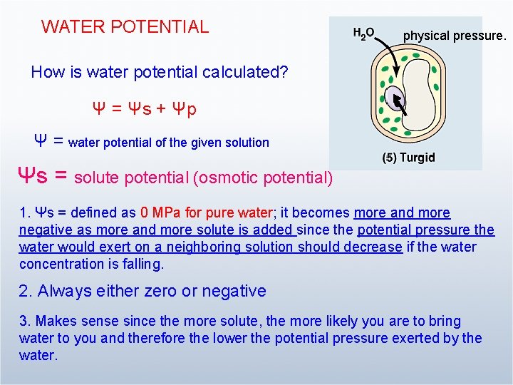 WATER POTENTIAL physical pressure. How is water potential calculated? Ψ = Ψs + Ψp