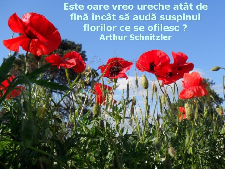 Este oare vreo ureche atât de fină încât să audă suspinul florilor ce se