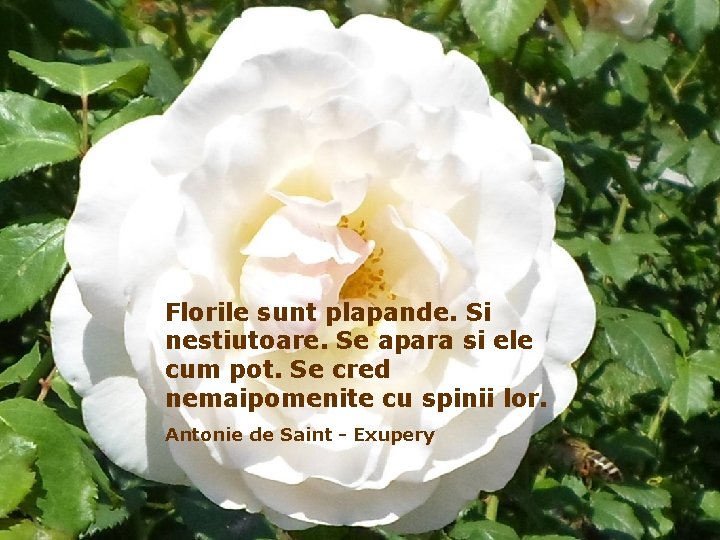 Florile sunt plapande. Si nestiutoare. Se apara si ele cum pot. Se cred nemaipomenite