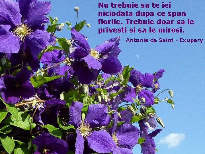 Nu trebuie sa te iei niciodata dupa ce spun florile. Trebuie doar sa le