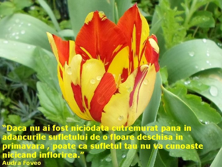 “Daca nu ai fost niciodata cutremurat pana in adancurile sufletului de o floare deschisa