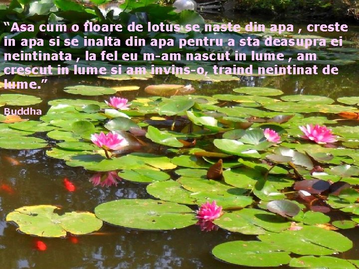 “Asa cum o floare de lotus se naste din apa , creste in apa