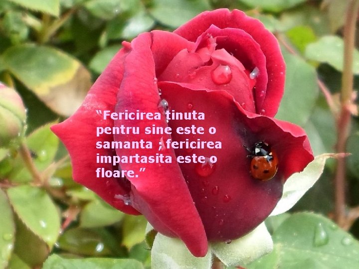 “Fericirea tinuta pentru sine este o samanta ; fericirea impartasita este o floare. ”