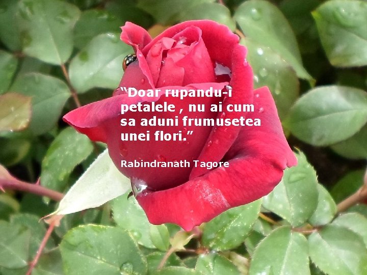 “Doar rupandu-i petalele , nu ai cum sa aduni frumusetea unei flori. ” Rabindranath