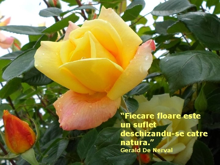 “Fiecare floare este un suflet deschizandu-se catre natura. ” Gerald De Nerval 