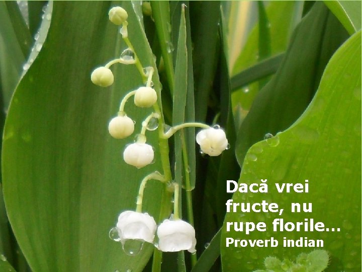 Dacă vrei fructe, nu rupe florile… Proverb indian 