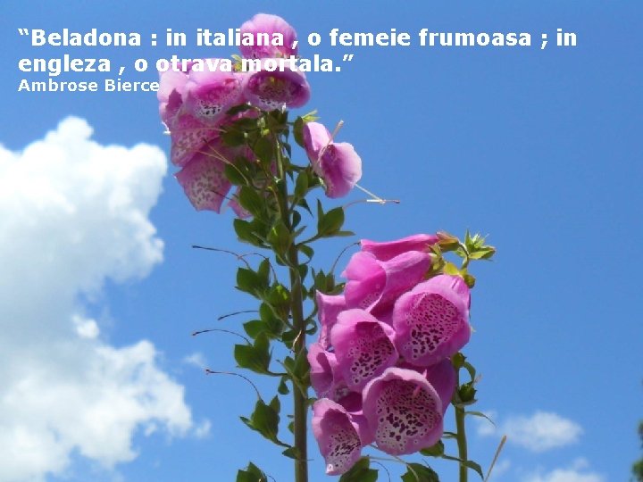 “Beladona : in italiana , o femeie frumoasa ; in engleza , o otrava